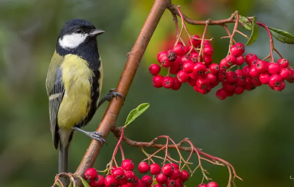 Branch, Rowan, tit