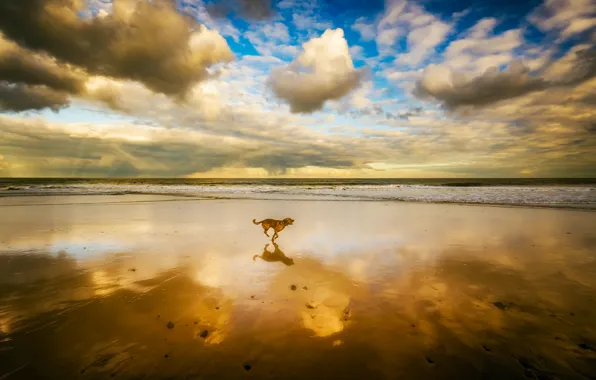 Picture BEACH, SEA, HORIZON, The OCEAN, The SKY, SAND, CLOUDS, REFLECTION