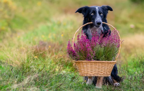Picture flowers, look, dog, basket, summer, sitting
