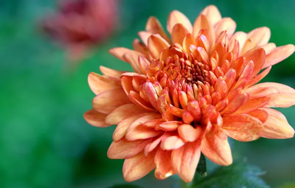 Flower, macro, orange, green background, chrysanthemum