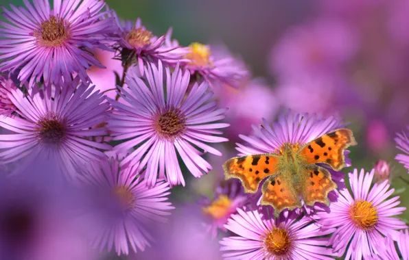Autumn, flower, summer, flowers, nature, butterfly, beauty, garden