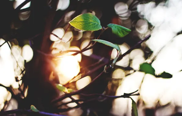 Leaves, trees, branches