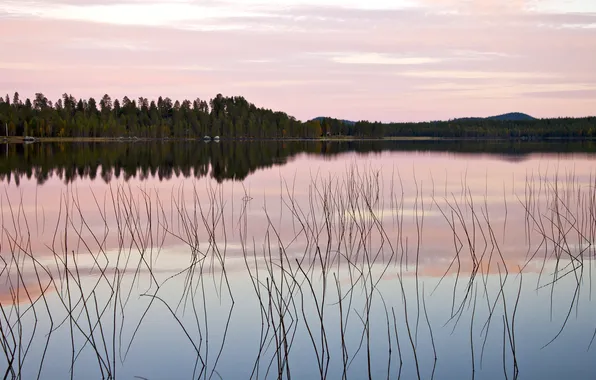 Picture forest, trees, sunset, nature, lake