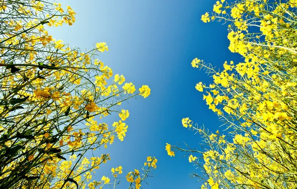 Summer, the sky, light, nature, rape