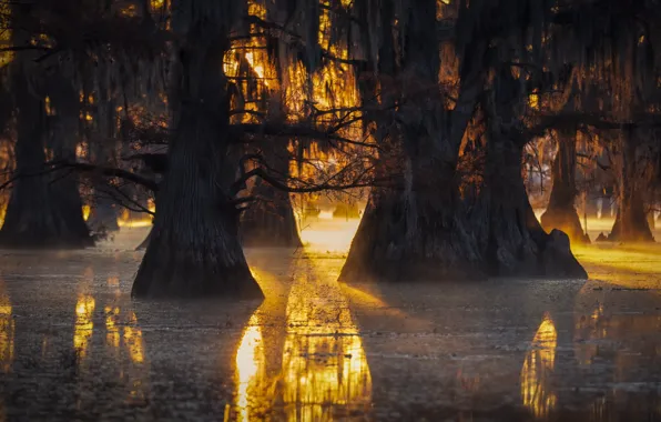 Autumn, light, trees, nature