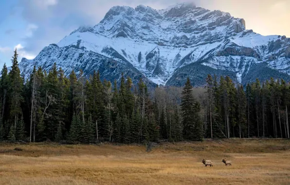 Field, autumn, forest, mountains, nature, rocks, tops, ate