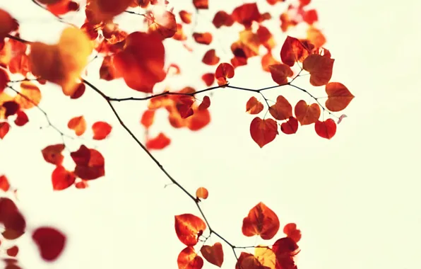 Autumn, white, leaves, sprig, background