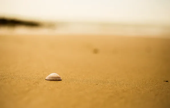 Sand, beach, shell, bokeh