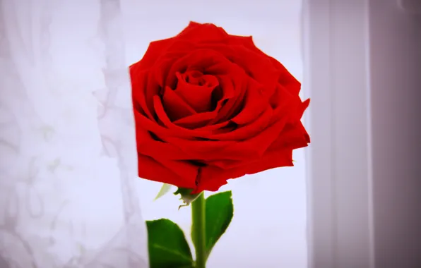 Flower, red, green, white, rose, red, rose, white
