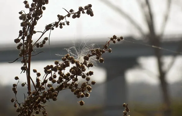 Autumn, Grass, fluff, dry