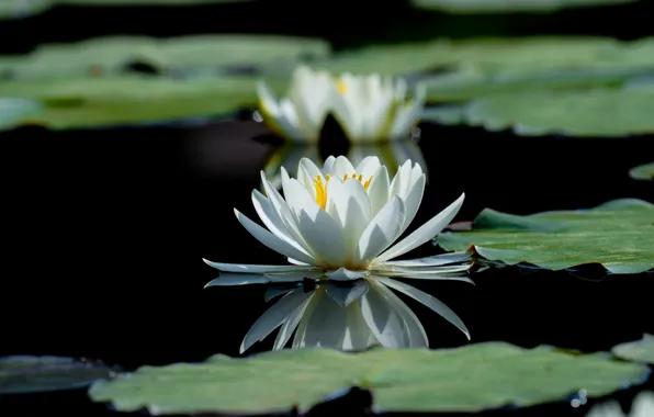 Flower, leaves, water, light, lake, pond, Lily, white