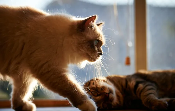 Mustache, the sun, house, cats, window, two, Siamese