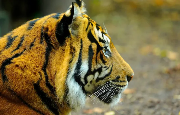 Face, tiger, profile, looks