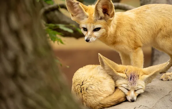 Look, nature, pose, tree, sleep, Fox, sleeping, lies