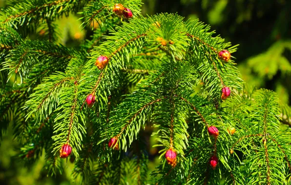 Greens, light, branches, needles, bumps, young, coniferous, bumps