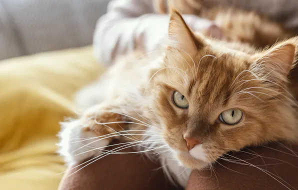 Cat, cat, look, red, lies, mistress