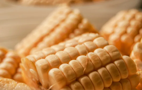 Food, grain, corn