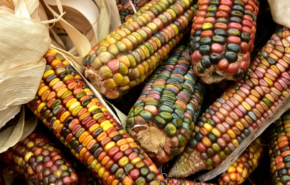 Grain, corn, colorful, the cob