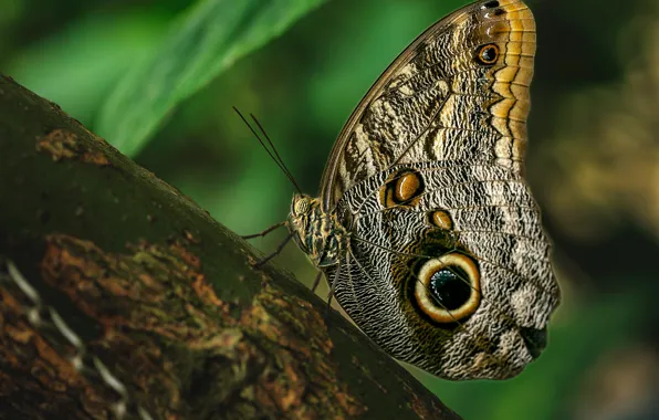 Macro, nature, tree, pattern, butterfly, plant, insect, bark