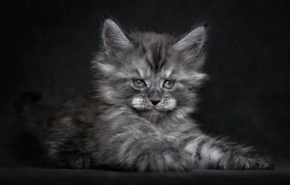 Look, kitty, fluffy, claws, black background, Maine Coon