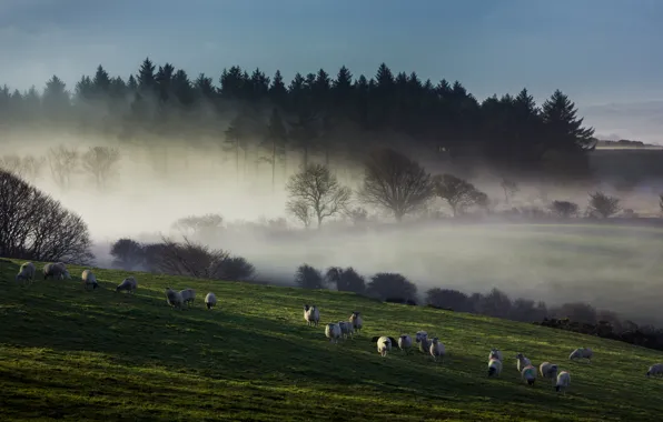 Field, forest, the sky, light, trees, fog, dawn, hills