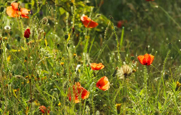 Red, flower, poppy