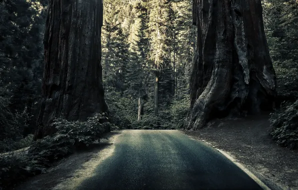 Road, forest, trees, nature, Sequoia
