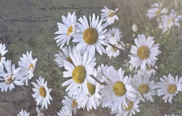 Letter, background, chamomile