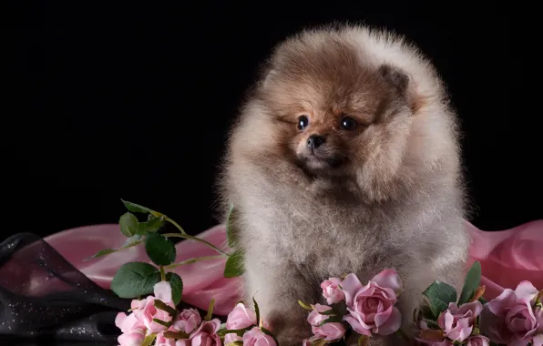 Picture roses, fluffy, puppy, Spitz