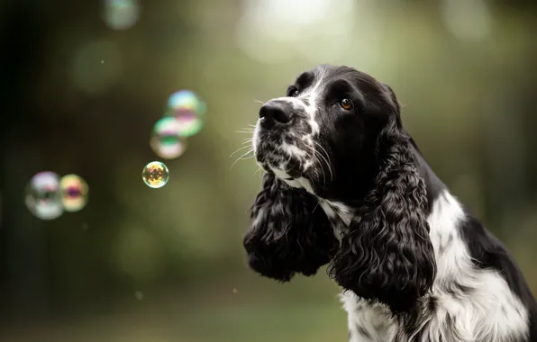 Face, background, dog, bubbles