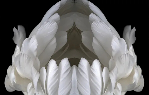 Swan, bird, animal