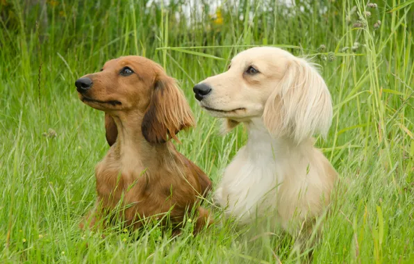 Picture field, summer, Dachshund