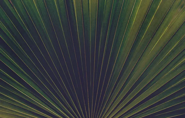 Nature, Palma, Plant, Plants, Nature, Flora, Palm, Plants