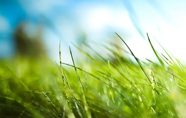 Picture leaves, green, Grass