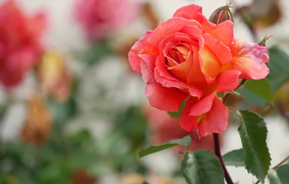 Picture flowers, orange, background, roses, garden, buds, bokeh