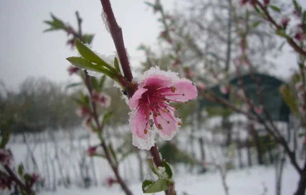 Snow, flowering, peach, April