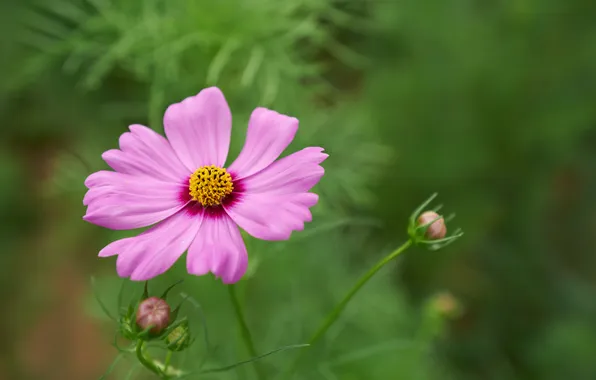 Greens, flowers, pink, kosmeya