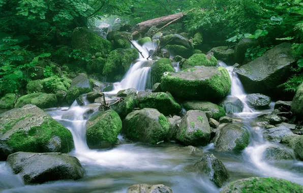 Forest, water, nature, stream, stones, tree, waterfall, moss