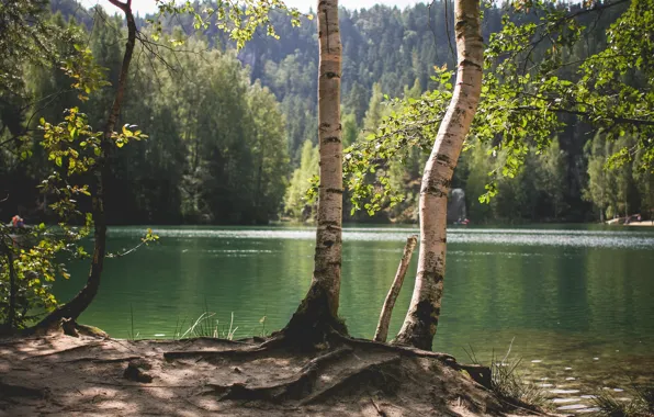 Picture trees, nature, lake, pond, birch