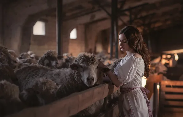 Girl, pose, sheep, in white, farm, corral, stall, sheep