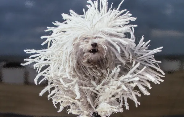 Picture dog, running, dreadlocks, The Havanese, shaggy