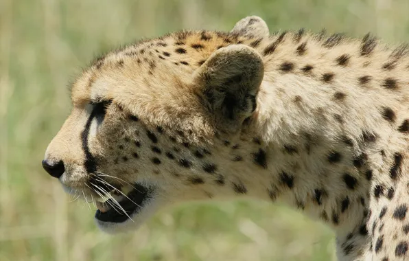 Cat, face, Cheetah, profile