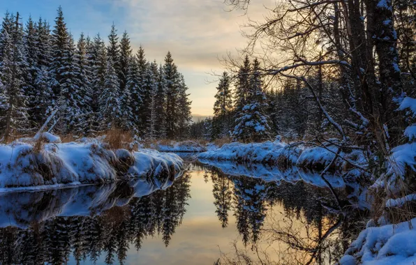 Winter, forest, water, snow, trees, reflection, river