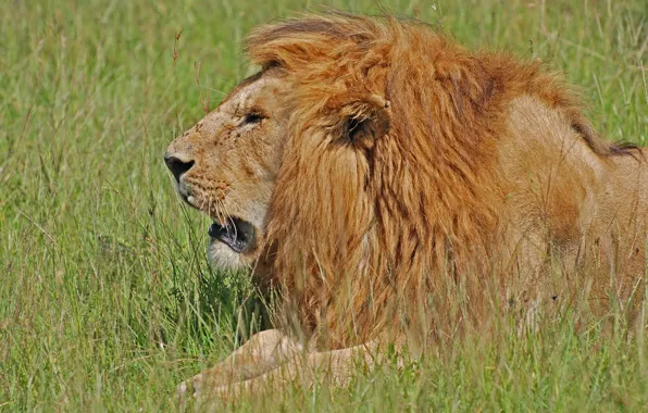 Picture stay, Leo, the king of beasts, Kenya, the scrutinizing, maturest, sputannosti in battles, staying power