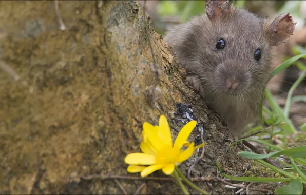Look, nature, animal, flower, nature, look, nice, mouse