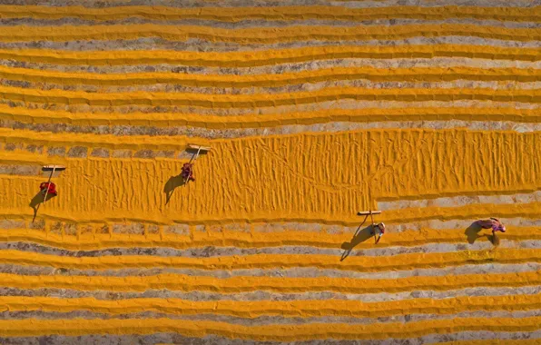 Work, Asia, the view from the top, grain drying, workers distribute rice over a large …