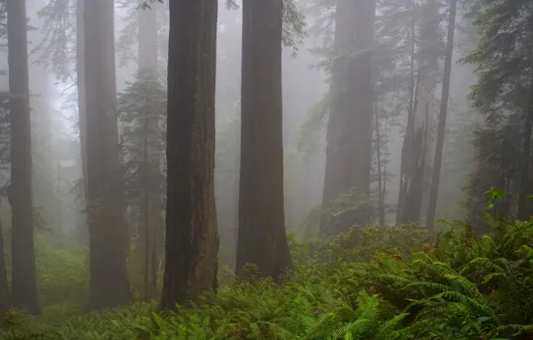 Forest, trees, nature, fog, CA, USA, USA, California