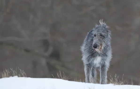 Sadness, eyes, snow, eyes, snow, sadness, varghund