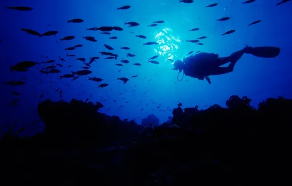Diving, sansalvador, Bahamas