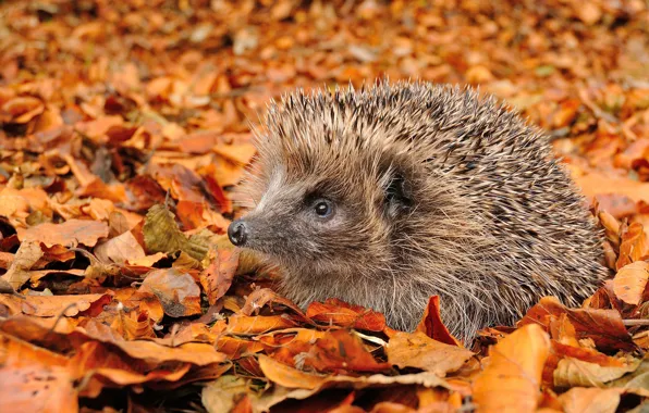 Picture autumn, leaves, hedgehog